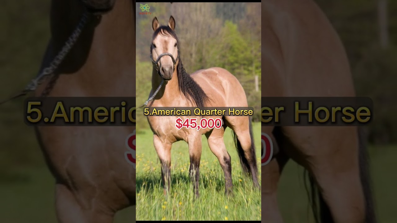 TOP 7 MOST EXPENSIVE HORSE BREEDS IN THE WORLD