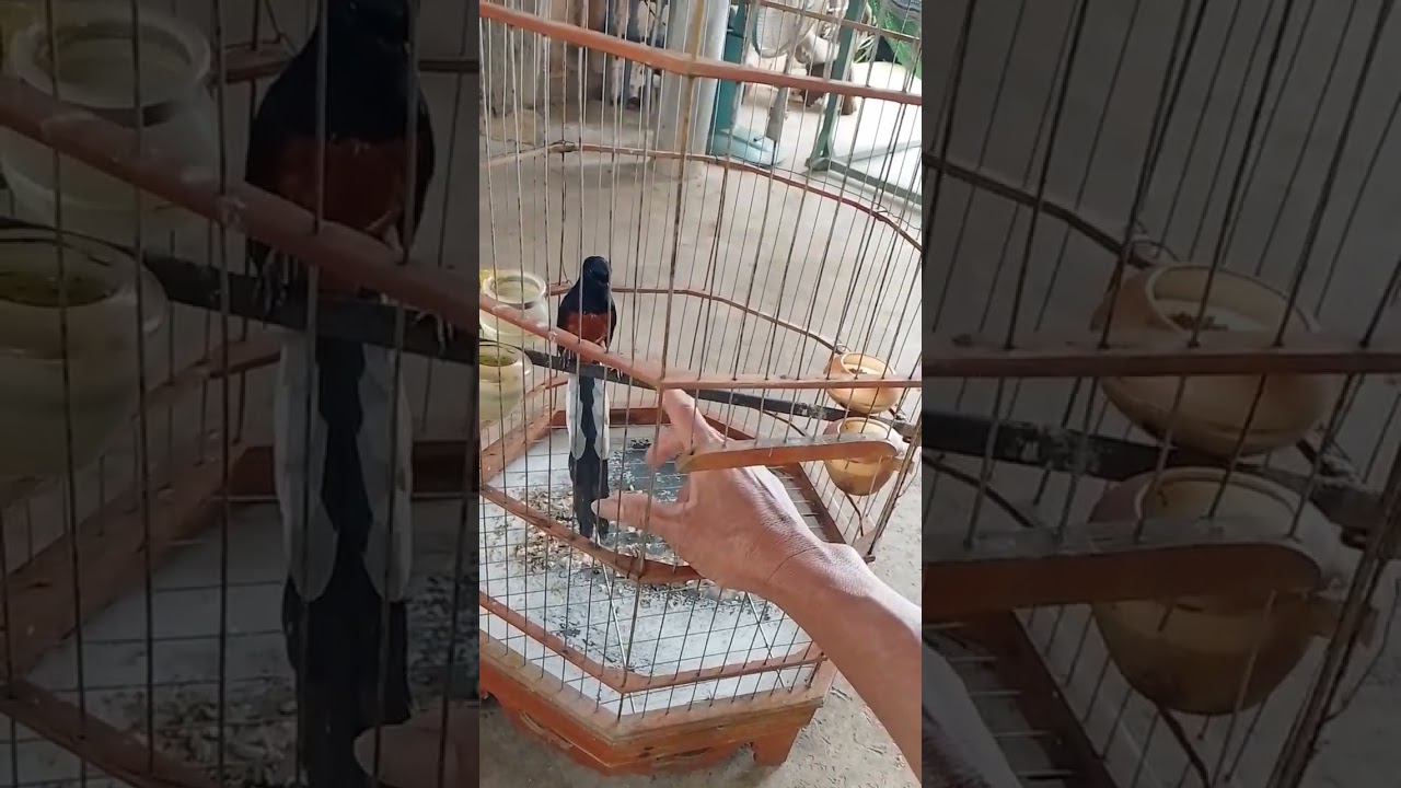 Lâu quá rồi mình ko lên sóng cả nhà ơi 