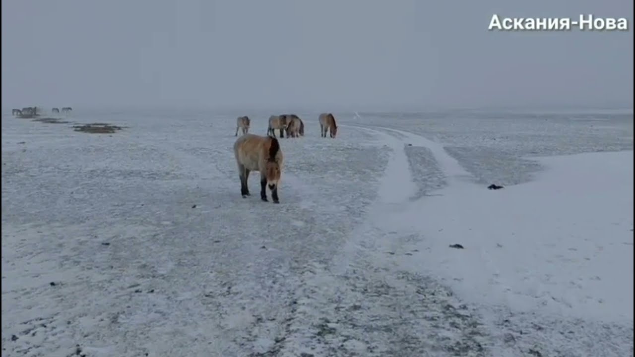 Аскания Нова.Скадовский район.