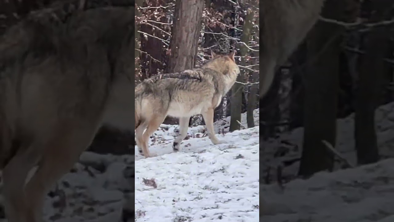 Wolf climbs higher through the winter forest 🐺Волк поднимается всё выше через зимний лес 🐺