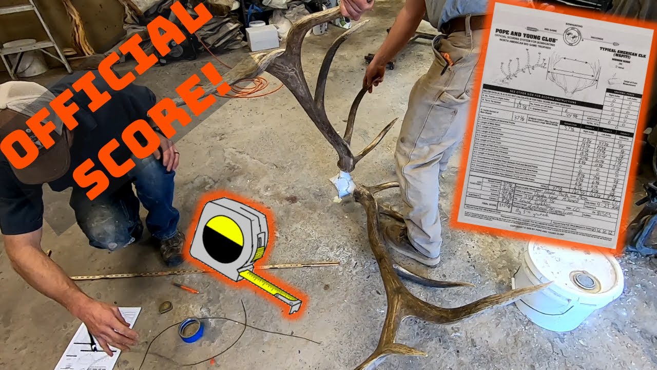 A Professional Guide to Pope and Young and Boone and Crockett Elk Scoring. ft. Troy Hawkins