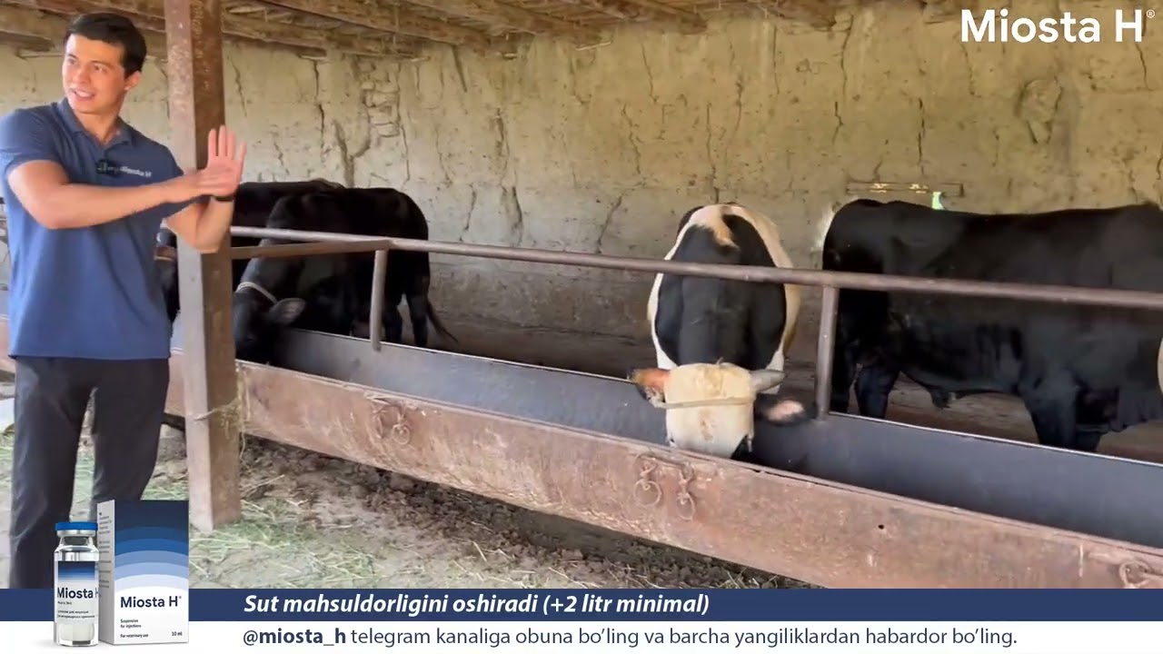 Mol boqish sirlari #mol #bokish #molbokish_siri #molboqishsirlari #miosta