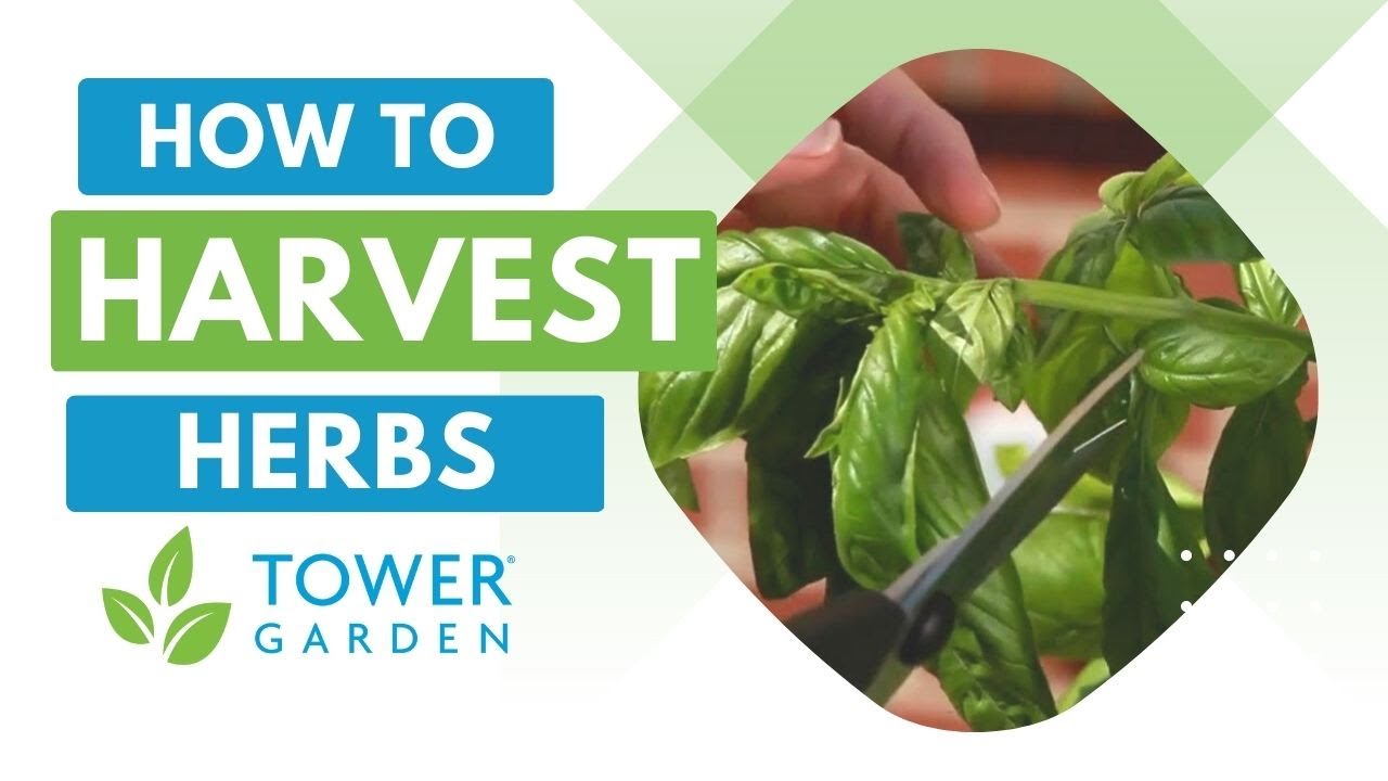 How to Harvest Herbs in Your Tower Garden&reg;
