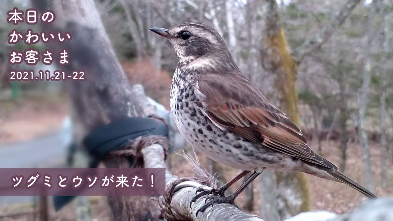 『ツグミとウソが来た！』2021/11/21-22：本日のかわいいお客さま@八ヶ岳  第199回