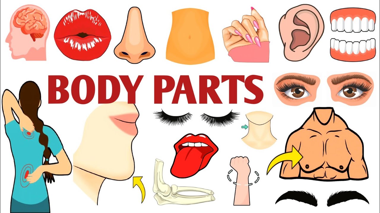Parts of the Body | Parts of the Body for LKG Kids | Learn Body Parts & Sense Organs | #partsofbody 