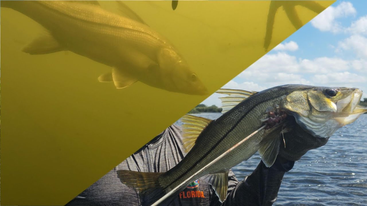 Pesca de Robalos Y Peces Enormes en Río con Arpón
