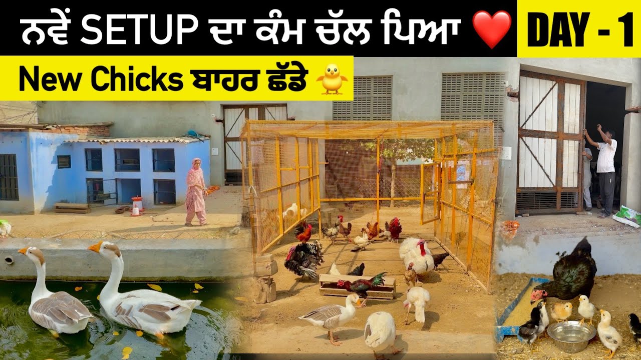 ਨਵੇਂ Setup ਦਾ ਕੰਮ ਚਲਾਤਾ Day-1 || Poultry Farm ਚੱਕਤਾ || ਅੱਜ Chicks ਬਾਹਰ ਛੱਡੇ ਪਹਿਲੀ ਵਾਰ 🐥|| 