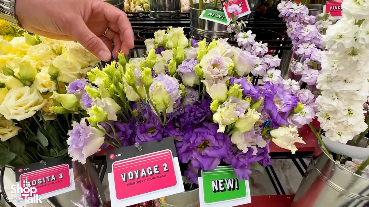 California Spring Trials 2025: Cut Flowers on Display at Sakata Feature Downy Mildew Resistance