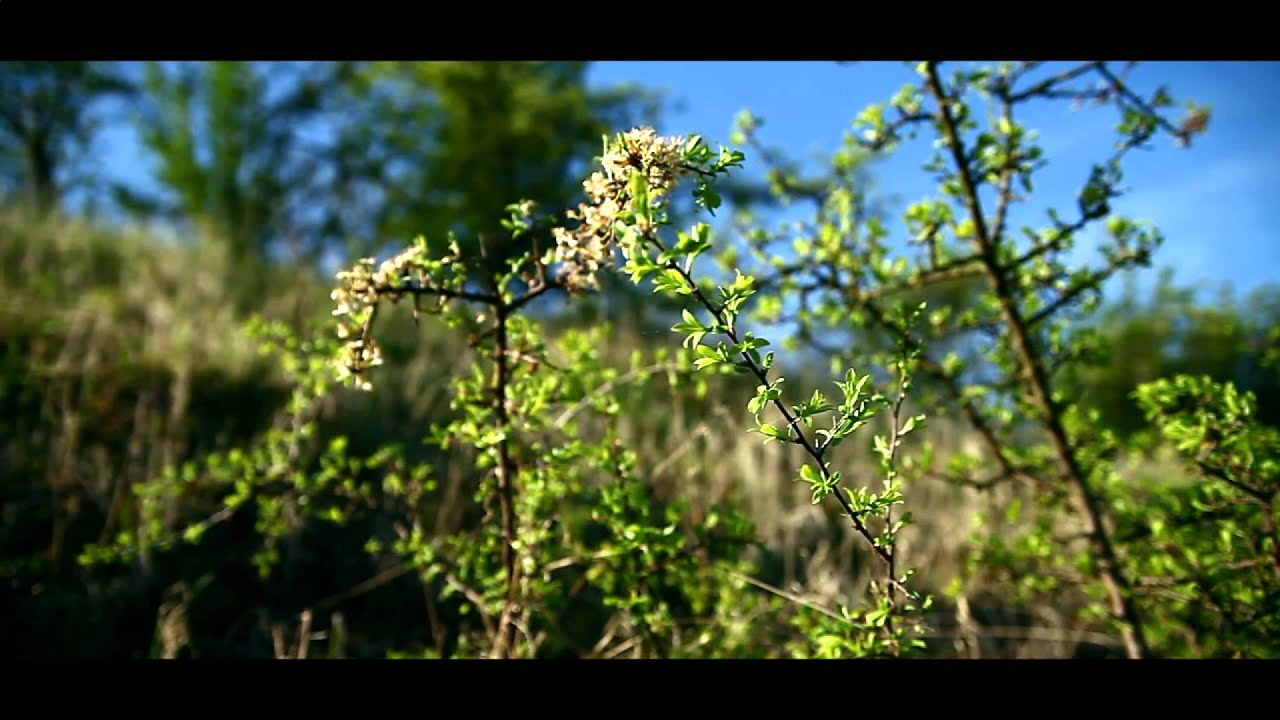 Spring. Videographer - Sergey Leshkov.