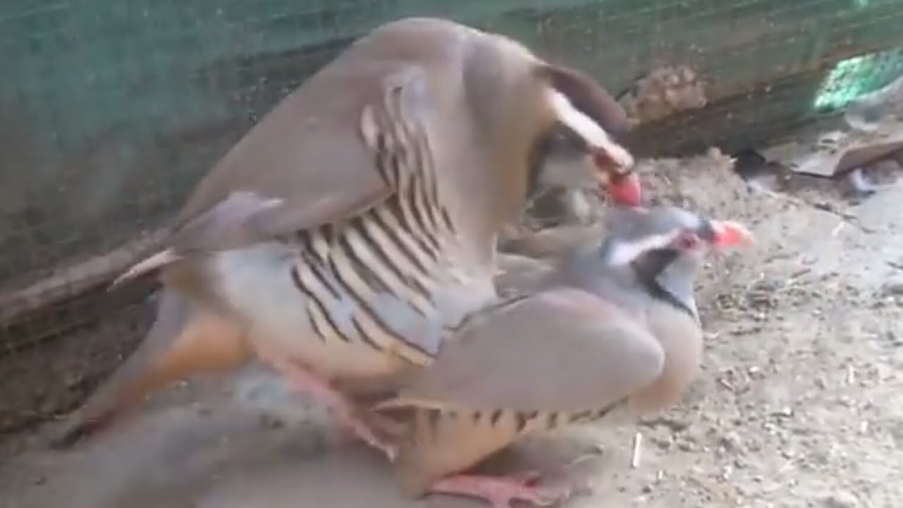 Breeding pair | Chakoor trying to met | چکور | الحجل|