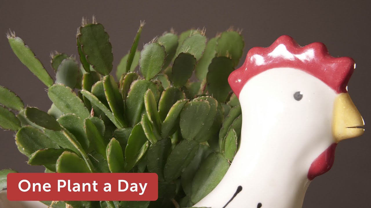 Schlumbergera gaertneri (Easter Cactus) Houseplant Care — 232 of 365