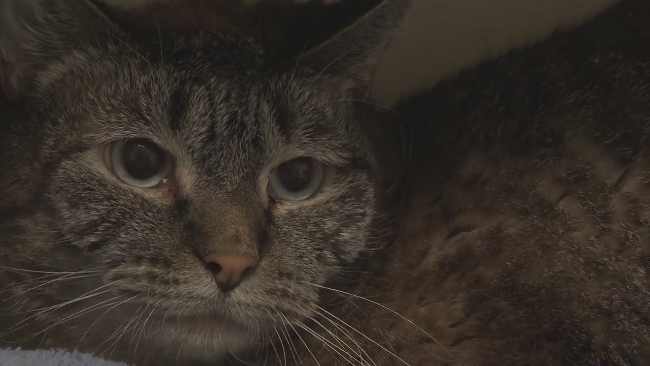More Coloradans surrendering pets to humane societies, causing pressure for shelters