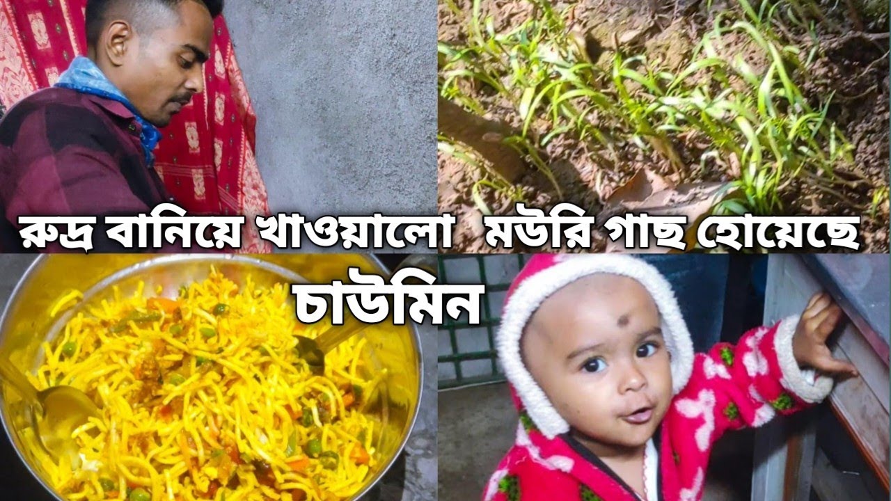 আজ রুদ্র বাড়ি এসে Surprise দিলো সাথে চাউমিন রান্না করে খাওয়ালো এই প্রথমবার, মউরি গাছ লাগিয়েছি
