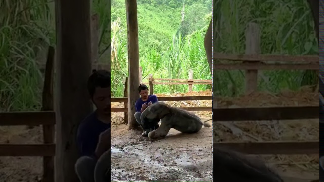 Tong-Au When the baby elephant wants to play with his nanny  But he eating snacks🎶🎵🐘😊❤️🇹🇭