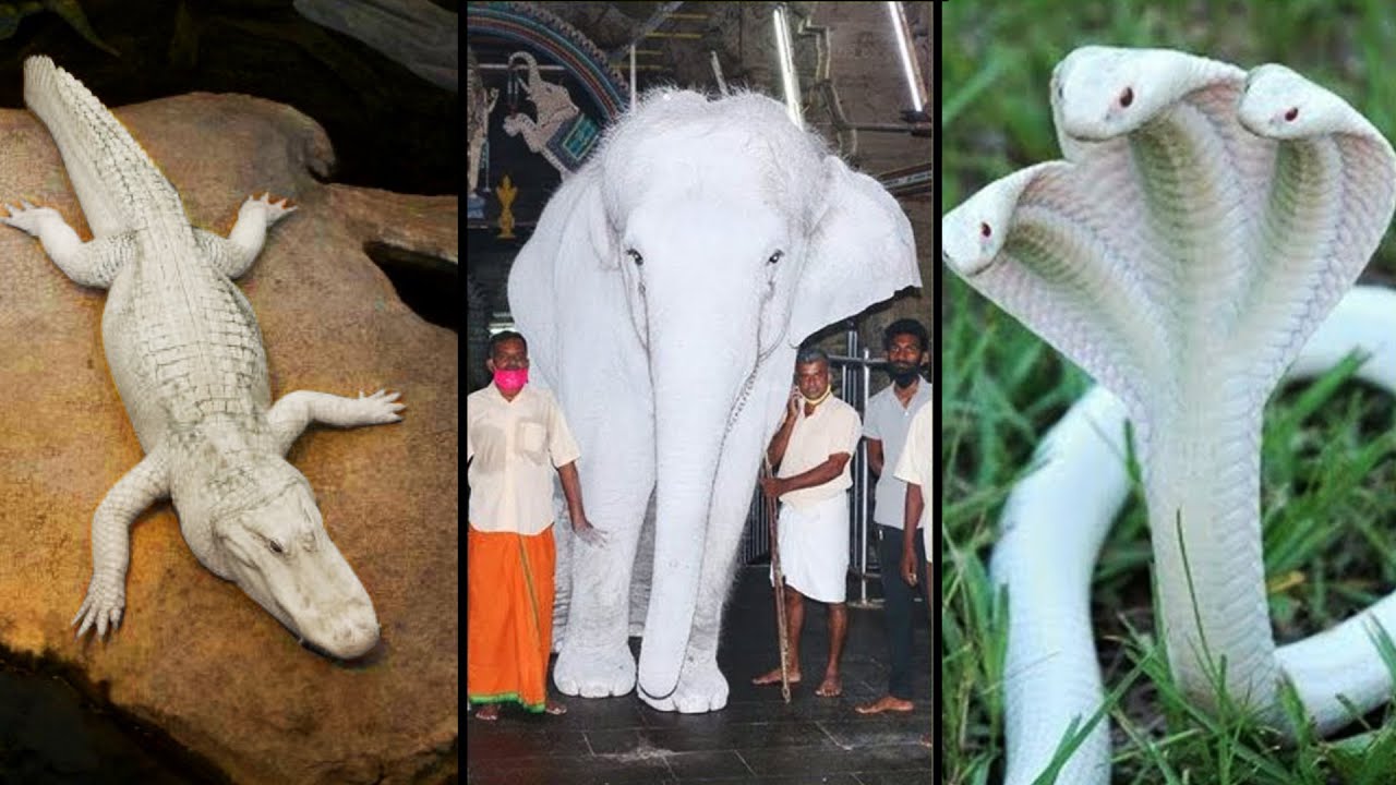 Animais albinos EXTREMAMENTE RAROS
