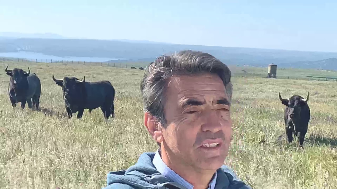 Camada de saca 2020 A coronada