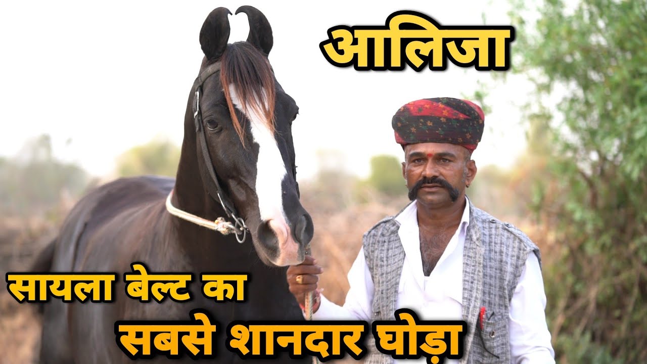 जालोर सायला का बब्बर शेर आलिजा दिलबाग का बेटा | Jay Bhawani Stud Farm | Part 1