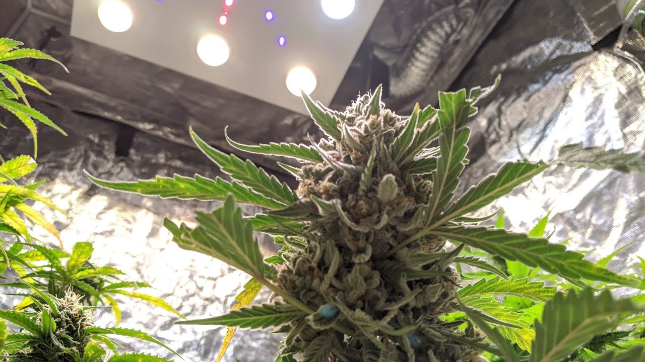Growing Legal Cannabis in Optic Led Indoor Gardens