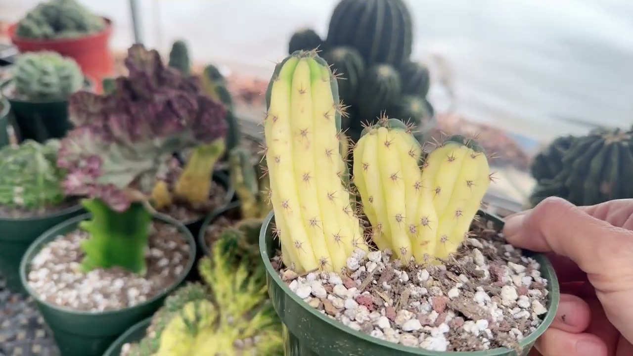 Cactus sell at Mimi’s nursery 714-489-1876