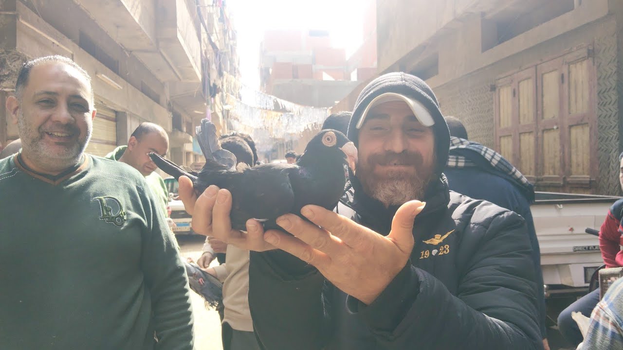 سوق المحله 😱 اسعار الحمام التقيل الكينج واللاحم والروماني و المرسلات ارقام التليفونات#العناني 