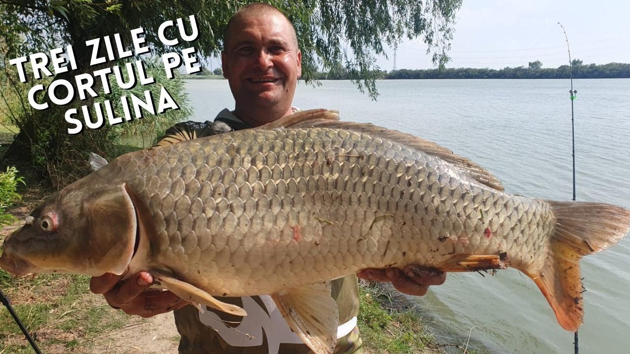 Trei zile de pescuit la crap, cu cortul pe bratul Sulina, Delta Dunarii. Trasaturi agresive!!!