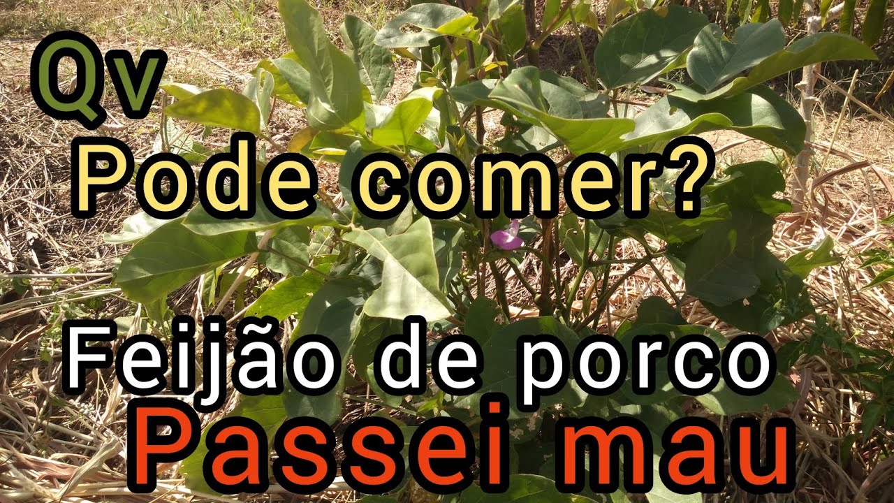 feijão de porco 🐷,(canavalia ensiformis) pode comer?