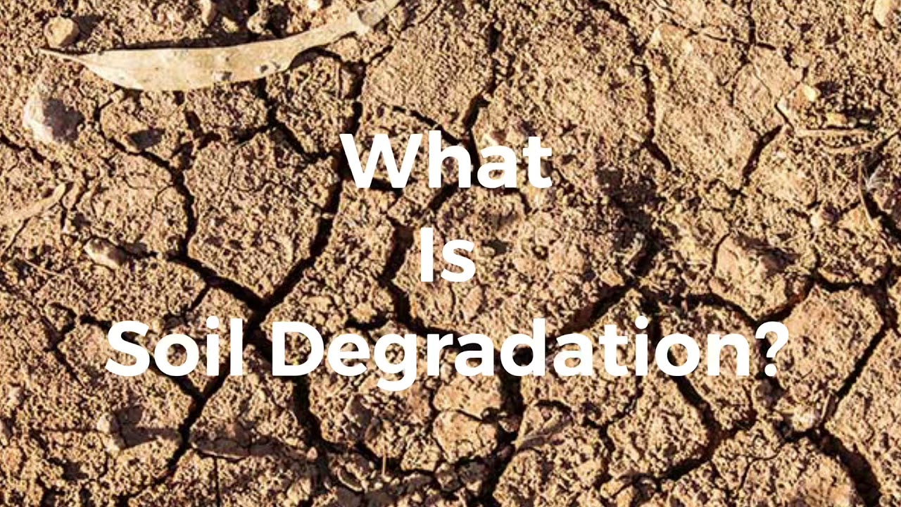 What is Soil Degradation? | Causes of Soil Degradation- Grade 6 Curriculum Based Test