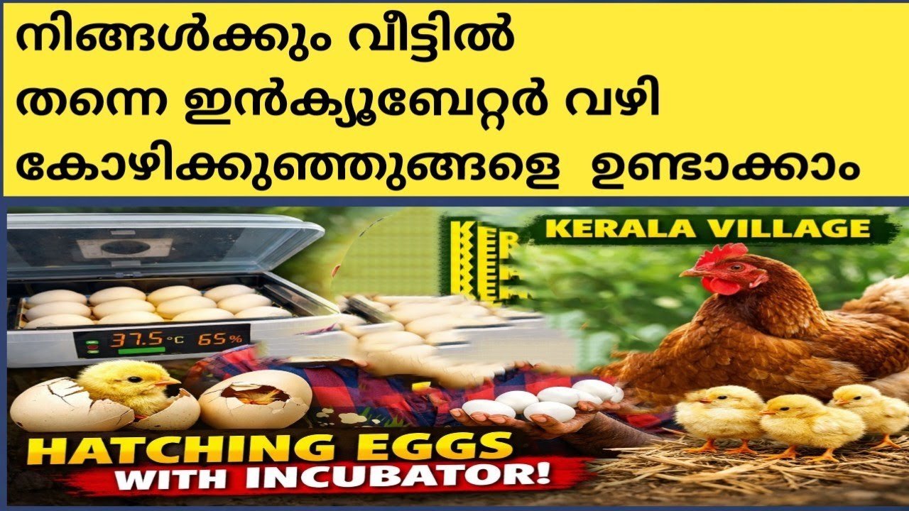 കോഴിയില്ലാതെ മുട്ടയിൽ നിന്ന് കുഞ്ഞുങ്ങൾ! ഇൻക്യൂബേറ്റർ പരീക്ഷണം