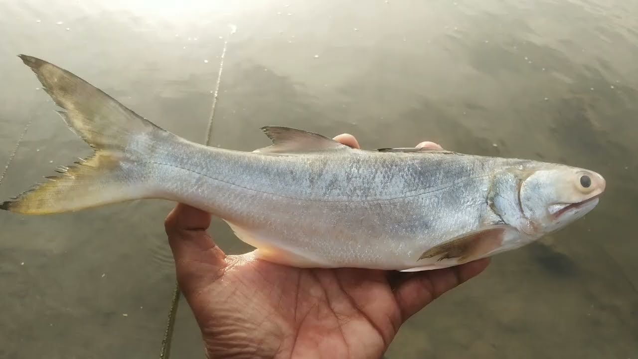 Indian salmon fish culture