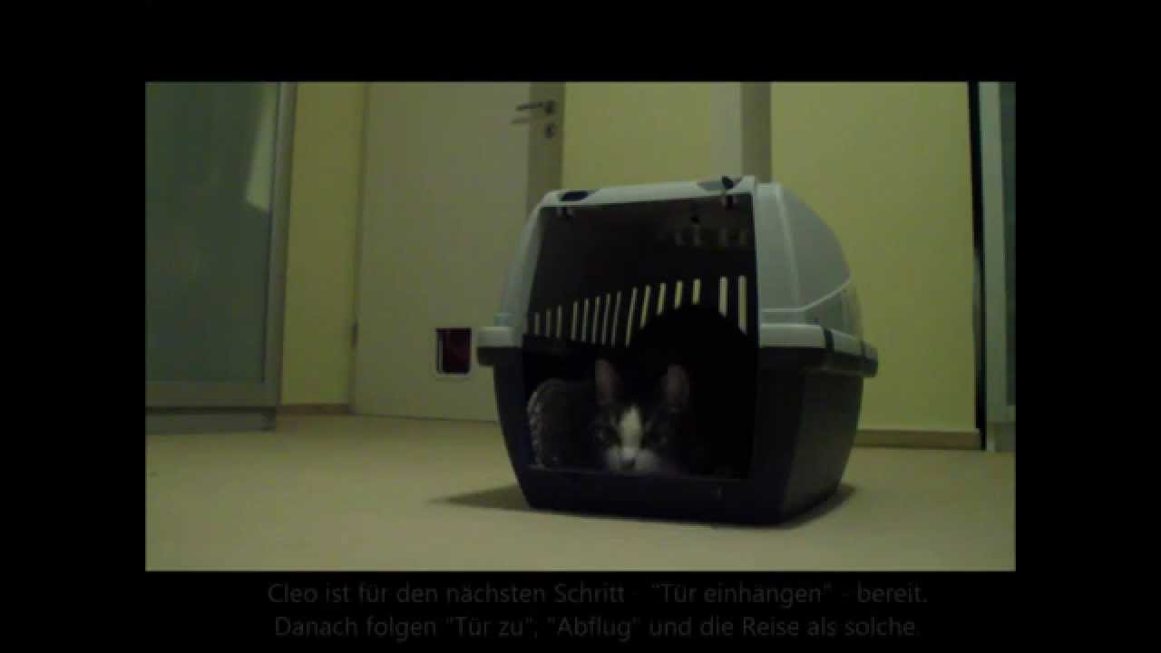 Tipps & Tricks: Transportboxen-Training
