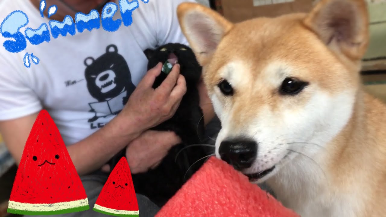 スイカを食べよう(*^◯^*) Dog and cat eating watermelon