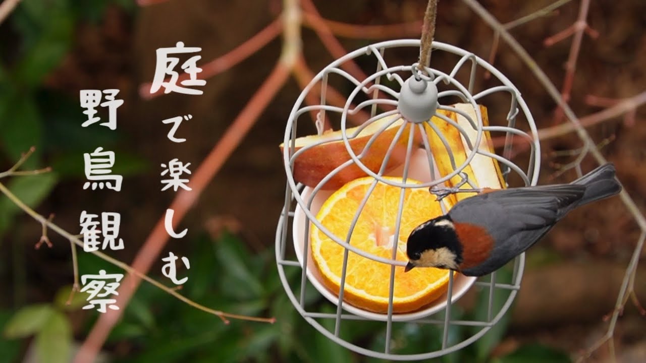 vlog /１月の庭に来る野鳥たち/ヤマガラ＆シジュウカラ＆メジロの好物は何？