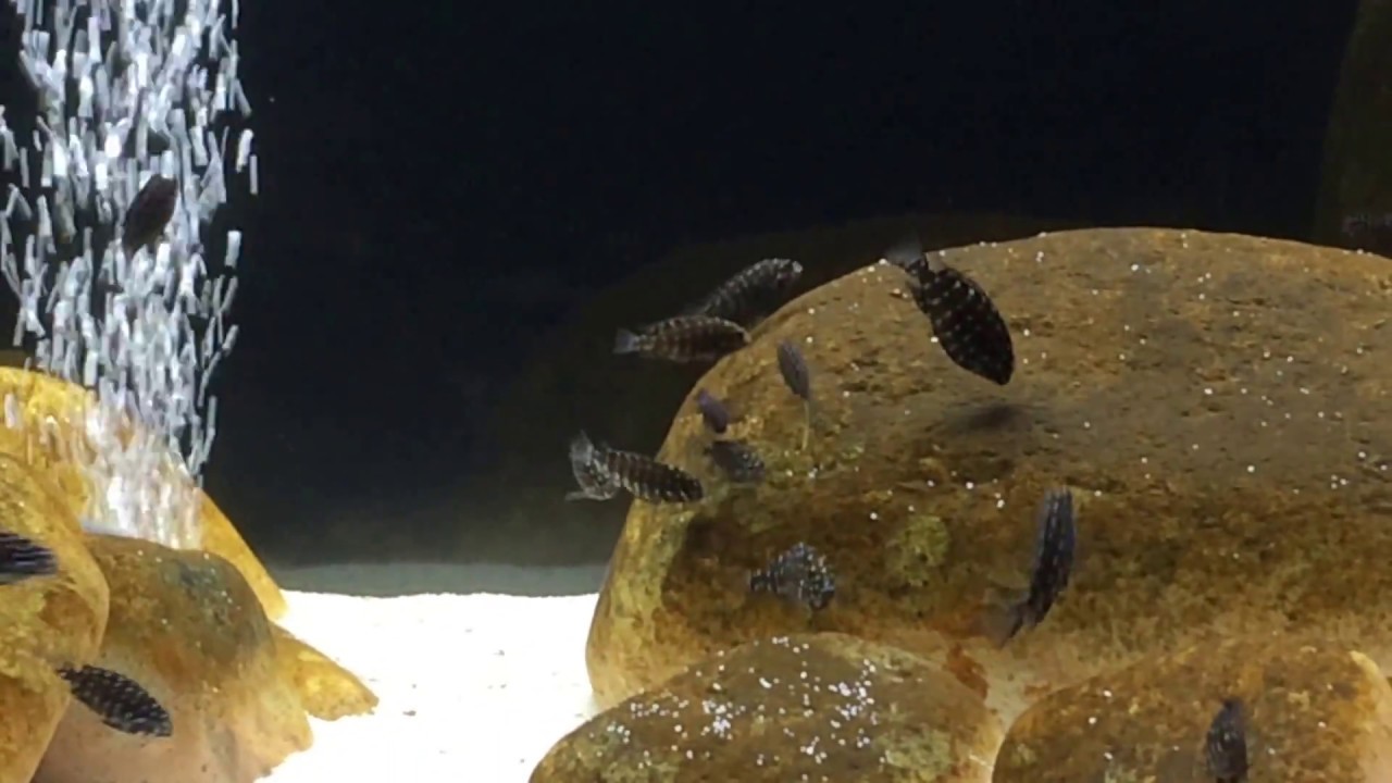 Tropheus Maswa Natural Algae Nutrition