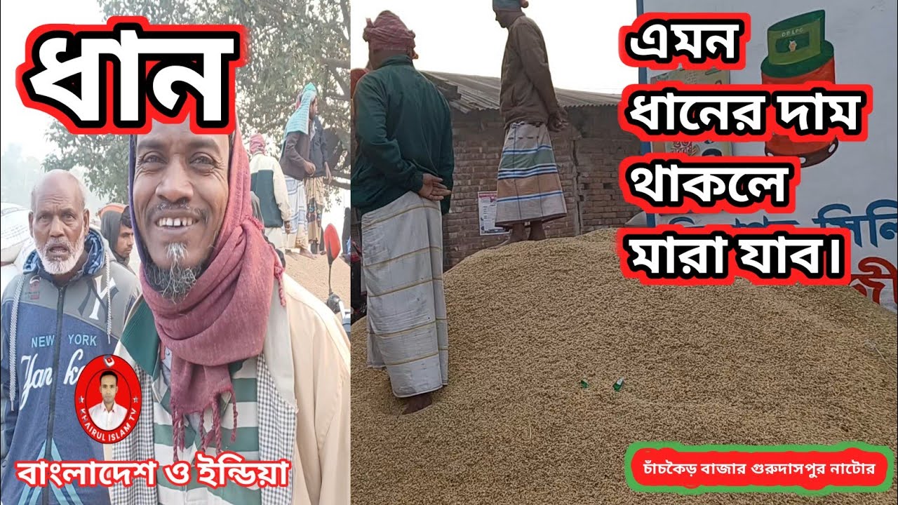 আজকের ধানের দাম ও বাজার খবর | ২৪-০১-২৬ | চাঁচকৈড় বাজার | গুরুদাসপুর নাটোর