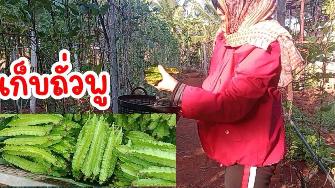 เก็บกิน เก็บขาย🥒 