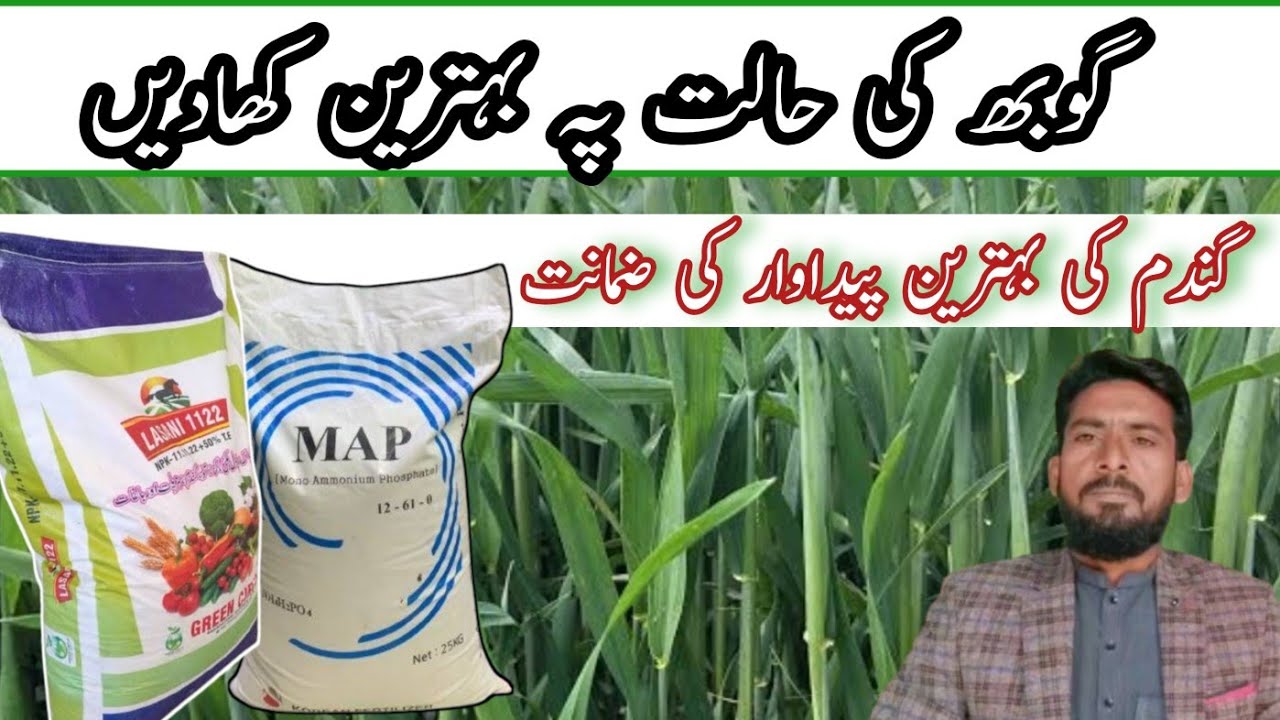 Best fertilizer for wheat at booting stage || fertilizer at booting stage of wheat| Arshad Ali