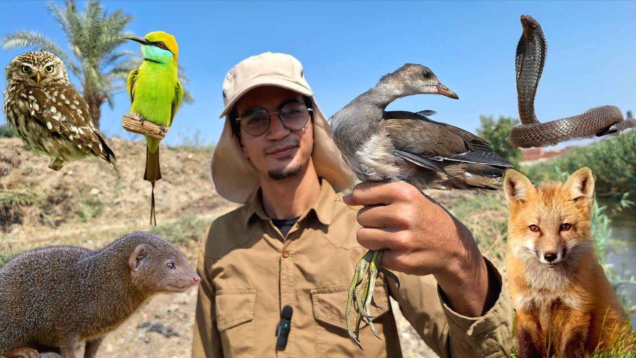 الحياة البرية في الفيوم _ الجزء الثالث ( إستكشاف وادي الحيتان )