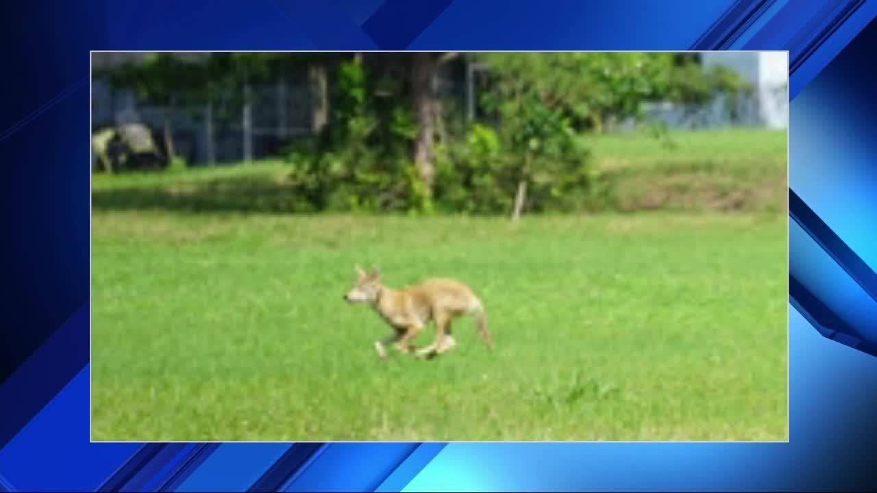Coyotes leaving their mark on Broward County neighborhoods