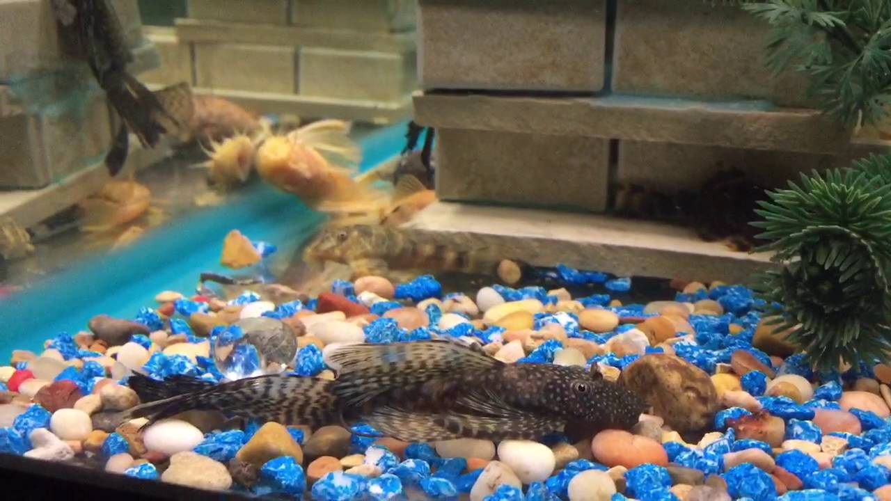 Bristlenose Pleco all kinds