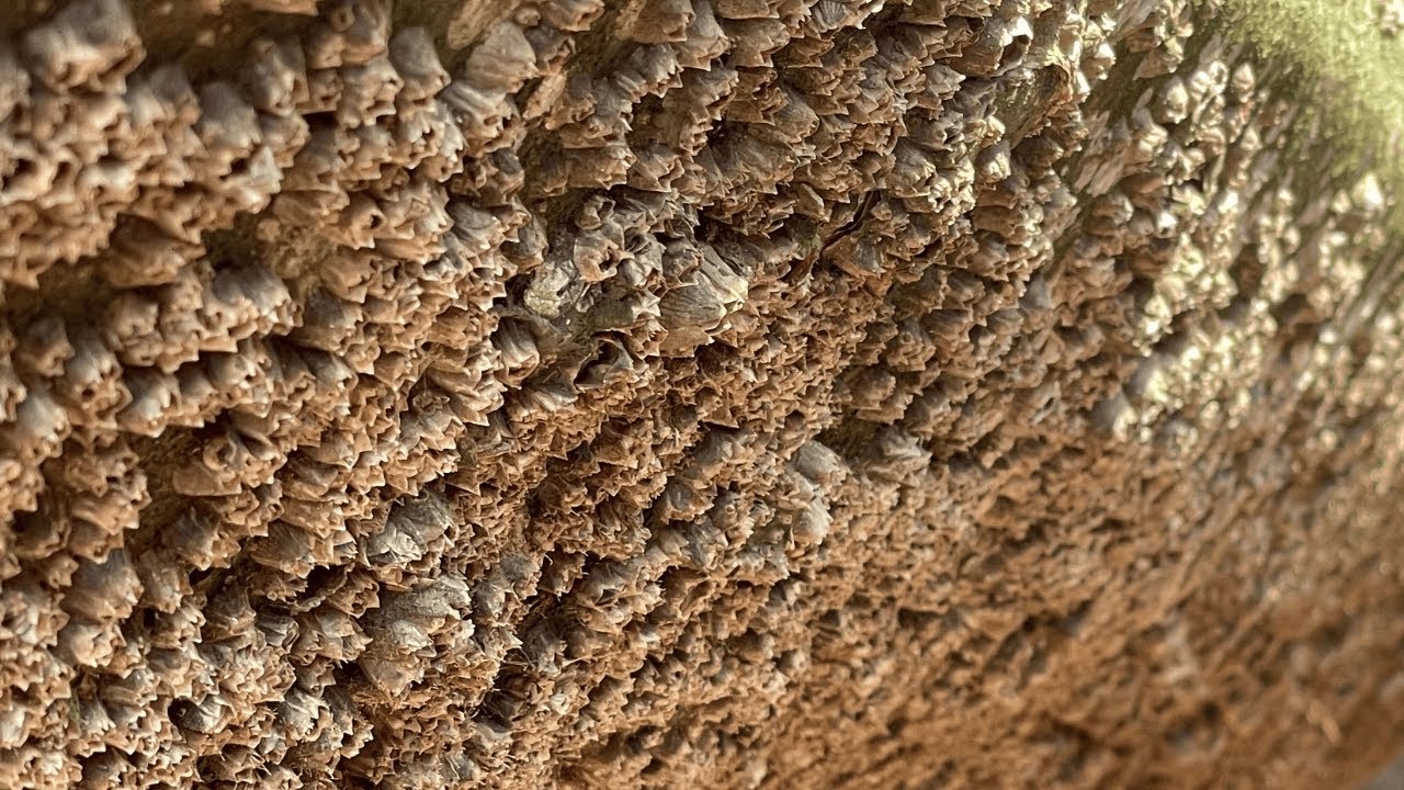 Satisfying ASMR Cleaning &ndash; Barnacles Removal on Boat | No Talking