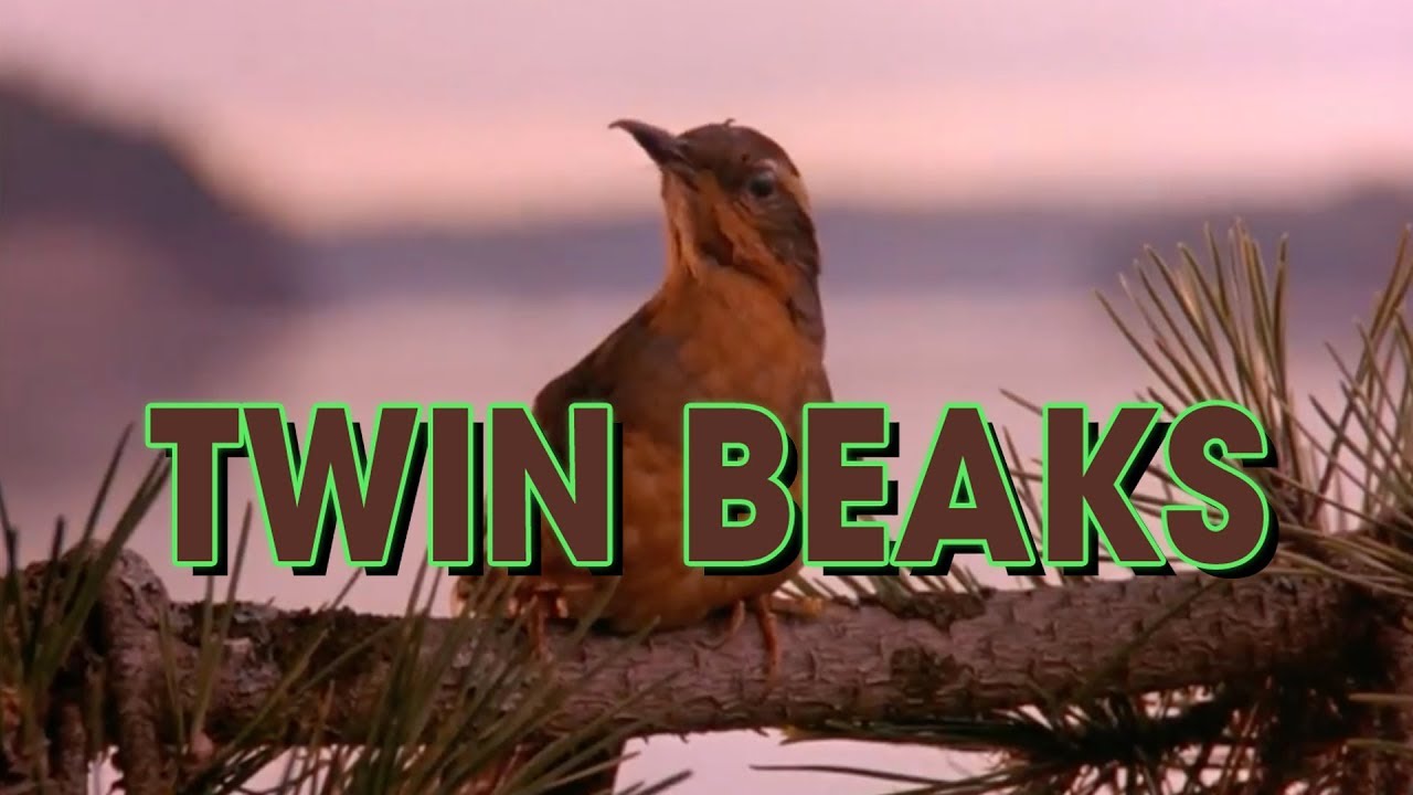 Twin Peaks intro but it's only birds