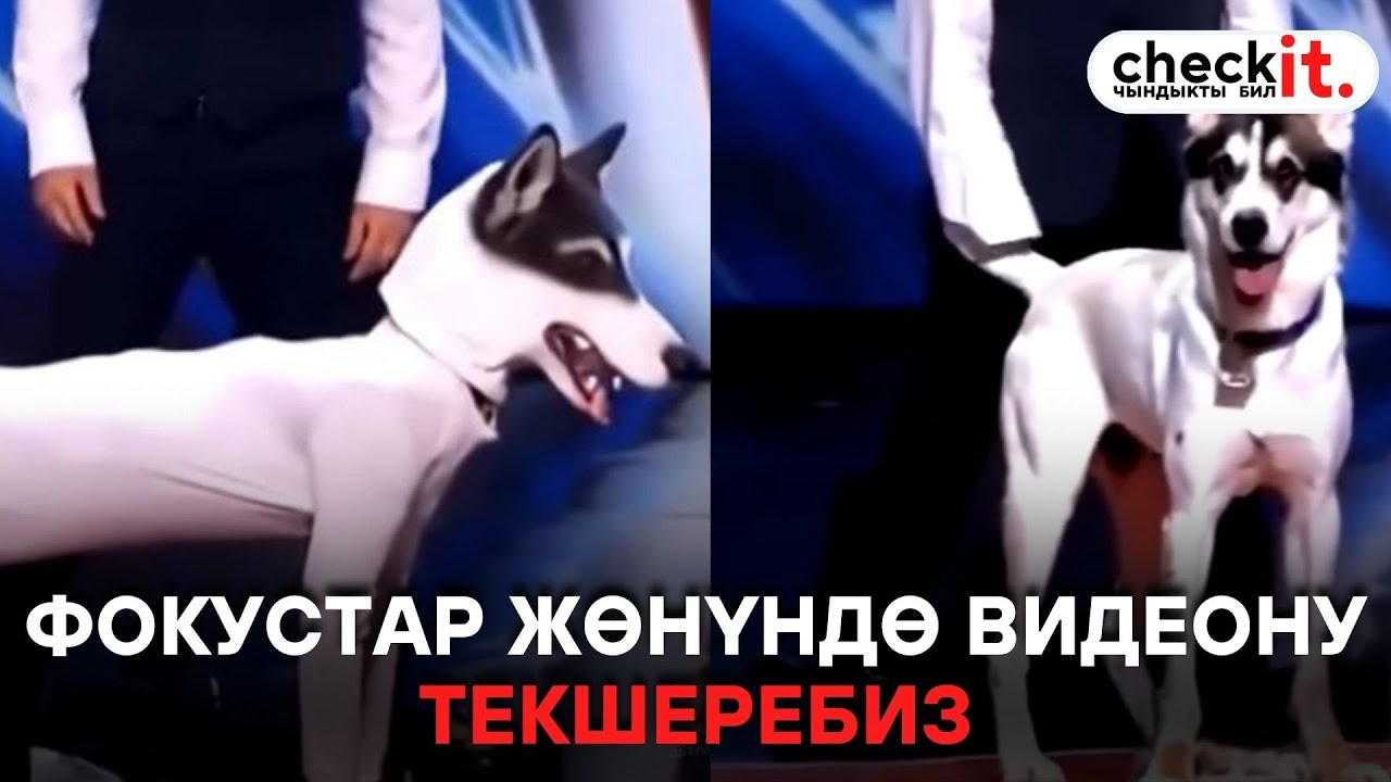 Фокустар жөнүндө видеону текшеребиз