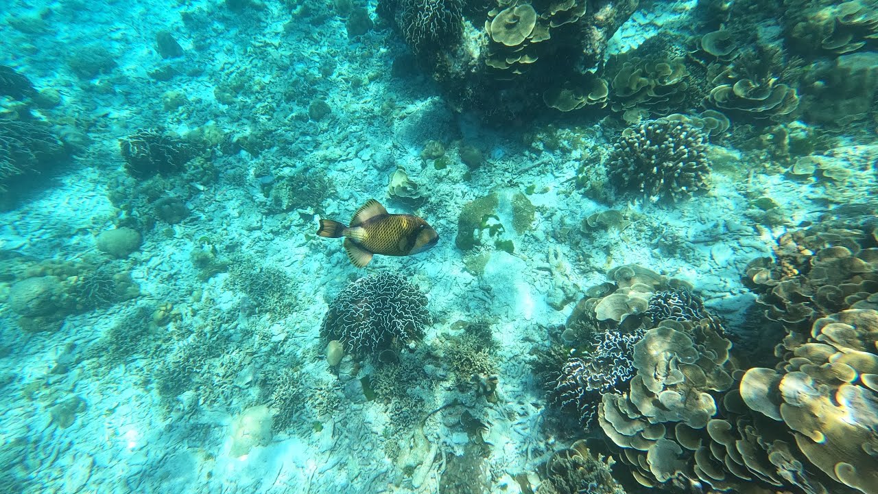 Таиланд андамаское море подводный мир акула черепаха мурена Симиланские острова