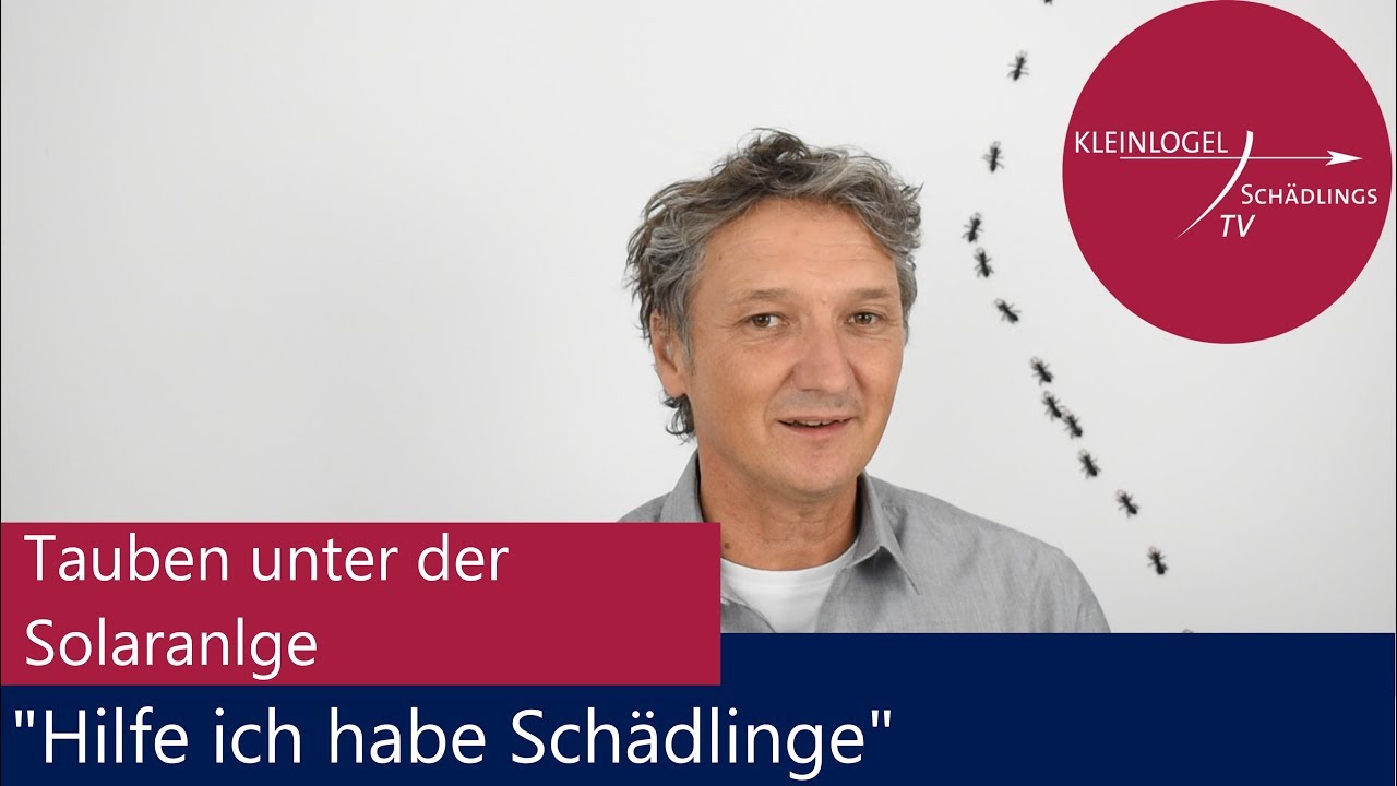 Tauben unter Solaranlage 