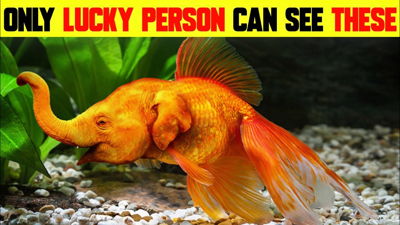 ONLY LUCKEY PERSON CAN SEE THESE CREATURE | BEAUTIFUL SEA CREATURE |