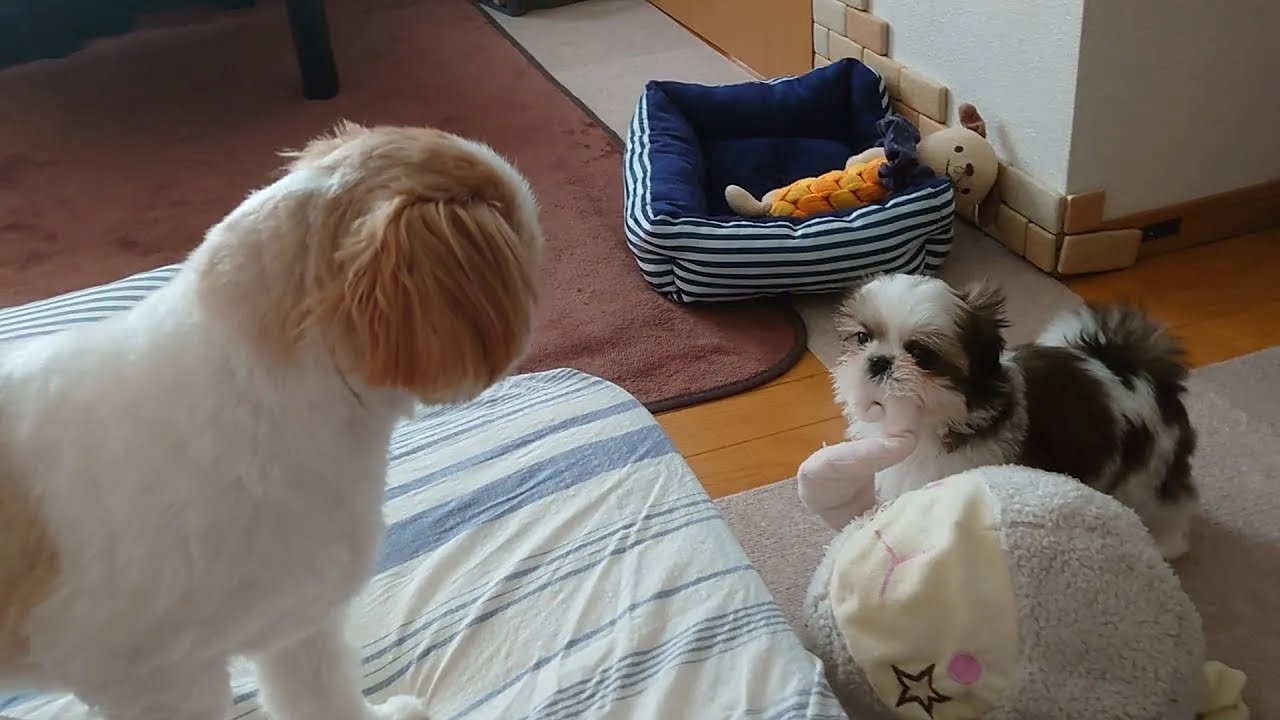 先住犬が子犬に勝負を挑みました!!【シーズー】