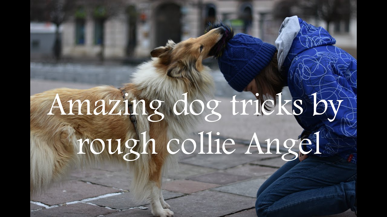 Amazing dog tricks by rough collie Angel