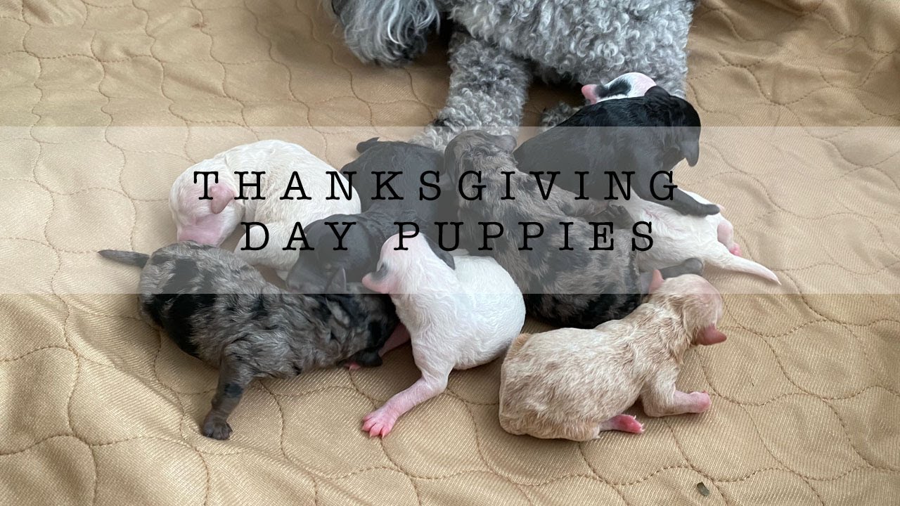 Miniature Poodle giving birth to 8 puppies! (Graphic)
