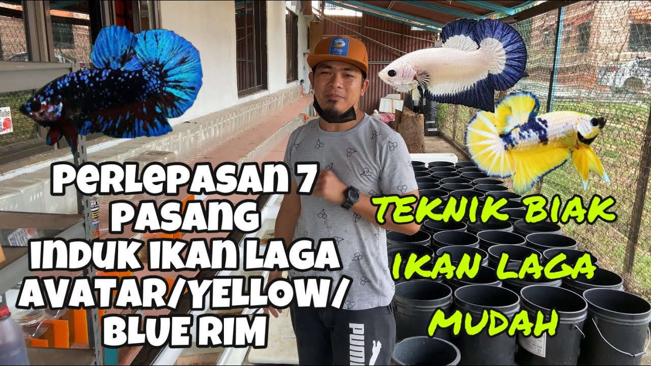 BREED IKAN LAGA AVATAR 4 PASANG // BLUE RIM DAN YELLOW FANCY