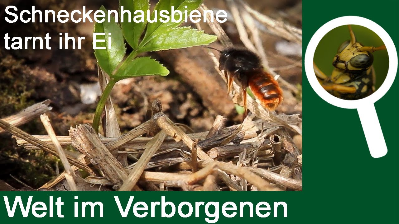 Zweifarbige Schneckenhausbiene (Osmia bicolor)